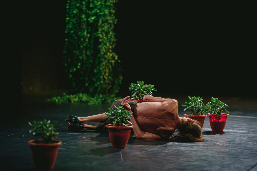 La Miel. Provisional Danza.