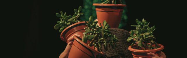 La Miel. Provisional Danza.